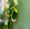 Beautiful twig Ceropegia Woodii with flower on natural green blu