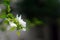Beautiful twig with white flower on blurred background in Parikia, Paros, Greece