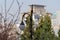 Beautiful twigs of trees and bushes against the background of a picture of buildings in the city center.