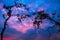 Beautiful twilight sky background with tree romantic environment