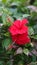 Beautiful twin red hibiscus flowers in a flower garden