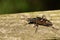 A beautiful Two-banded Longhorn Beetle Rhagium bifasciatum perching on a log in woodland.