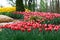 Beautiful two colored, red and white tulips flowerbed