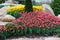 Beautiful two colored, red and white tulips flowerbed