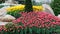 Beautiful two colored, red and white tulips flowerbed