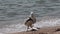 Beautiful two seagulls on the seashore