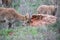 Beautiful two specimens of Ibex eating in the mountain meadow, these mountain goats live in harmony in the mountains and high