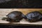 beautiful two turtles seating  on wooden floor