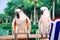 Beautiful two white parrots