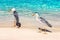Beautiful two wild white heron on a beautiful fantastic beach in the Maldive Islands against the blue clear water