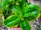 Beautiful types of plants in red pots have light green leaves