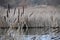 Beautiful typha plant grows water pond lake drought