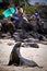 Beautiful unafraid sea lion sunbathing on the
