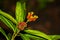 Beautiful unbloomed Red Yellow and Green color Poinsettia plant