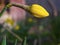 Beautiful unblown yellow flower in the garden