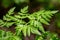 Beautiful uncultivated wild green fern plant in the forest