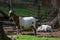 A beautiful undersized sheep stands in a clearing and looks carefully. Selective focus.