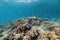 beautiful underwater landscape, with schools of fish swimming among the coral