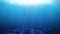 Beautiful Underwater Scene. Looped Animation. HD 1080