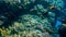 Beautiful underwater seascape of colorful coral reef and lots of tropical fishes swimming around