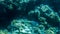 Beautiful underwater seascape of colorful coral reef and lots of tropical fishes swimming around