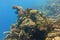 Beautiful underwater view to the saddle of the healthy reef, with anthias fishes and blue water behind. Underwater scene. Coral