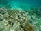 Beautiful underwater world at Comb Island,Kawthoung,Southern Myanmar.With beautiful marine life and coral reef.