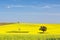 Beautiful undulating canola fields in the spring sunshine