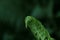 Beautiful unfolding fern leaf on blurred background, closeup view