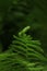 Beautiful unfolding fern leaf on blurred background, closeup view