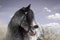 Beautiful unicorn fantasy horse stallion breed irish cob gypsy vanner tinker in dream nature with sunset background