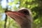 Beautiful and unique bird African ostrich