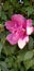 Beautiful and Unique Double-flowered Dark Pink Hollyhock in a Utah Garden