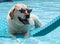 Beautiful unique golden retriever labrador dog relaxing at the pool in a floating bed, dog with glasses super funny.