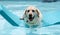 Beautiful unique golden retriever labrador dog relaxing at the pool in a floating bed, dog super funny.