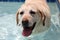 Beautiful unique golden retriever labrador dog relaxing at the pool in a floating bed, dog super funny.