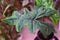 Beautiful unique green leaf of Alocasia Jacklyn