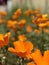 Beautiful And Unique Macro Close Shot Photography Field Of Wild Orange Poppies With Blurred Background