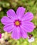 Beautiful And Unique Macro Close Shot Photography Pink Cosmos Wildflowers With Blurred Background