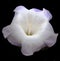 Beautiful And Unique Macro Close Shot Photography Purple  Petunia