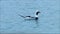 Beautiful and unique male Long-tailed duck, Clangula hyemalis swimming