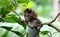 Beautiful unique portrait of baby monkey at monkeys forest in Bali Indonesia, pretty wild animal.