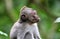 Beautiful unique portrait kiss monkey at monkeys forest in Bali Indonesia, pretty wild animal.