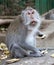 Beautiful unique portrait monkey at monkeys forest in Bali Indonesia, pretty wild animal.