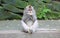 Beautiful unique portrait monkey at monkeys forest in Bali Indonesia, pretty wild animal.