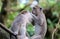 Beautiful unique portrait of two monkey at monkeys forest in Bali Indonesia, pretty wild animal.