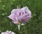 Beautiful Unique Purple Rose Basking in the Sun