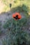 Beautiful and unnatural red-black steppe poppy