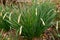 Beautiful unopened daffodil buds growing in garden. Spring flower