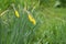 Beautiful unopened daffodils outdoors on spring day, closeup. Space for text